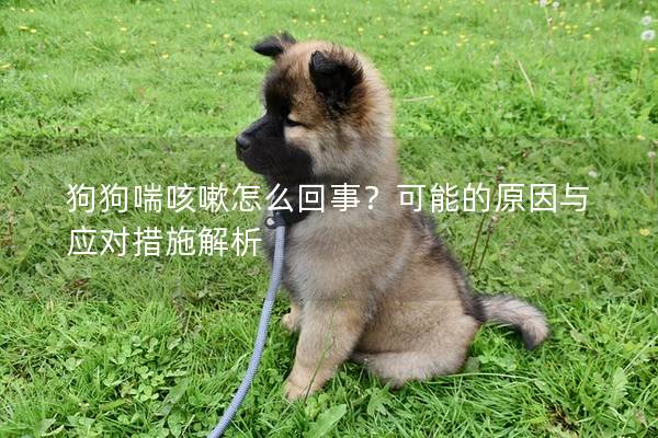 狗狗喘咳嗽怎么回事？可能的原因与应对措施解析