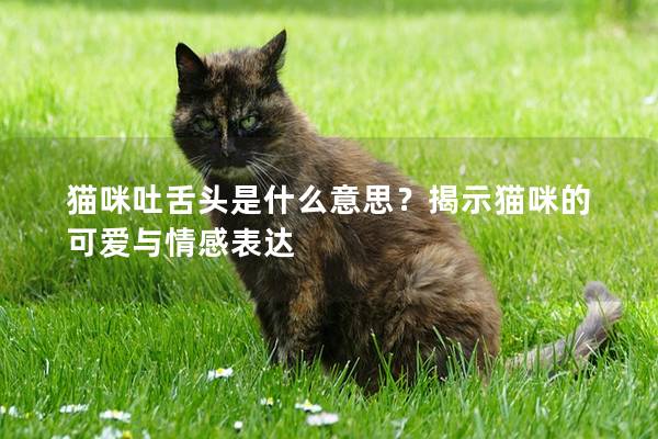 猫咪吐舌头是什么意思？揭示猫咪的可爱与情感表达