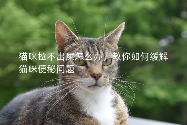 猫咪拉不出屎怎么办，教你如何缓解猫咪便秘问题