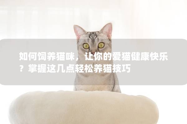 如何饲养猫咪，让你的爱猫健康快乐？掌握这几点轻松养猫技巧