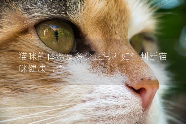 猫咪的体温是多少正常？如何判断猫咪健康与否