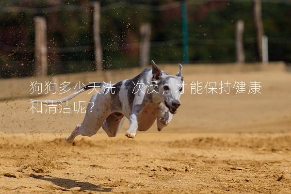 狗狗多少天洗一次澡，才能保持健康和清洁呢？