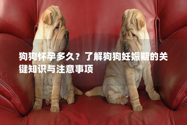 狗狗怀孕多久？了解狗狗妊娠期的关键知识与注意事项