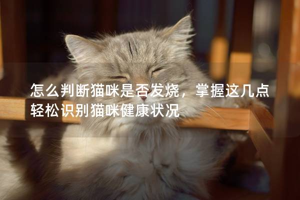 怎么判断猫咪是否发烧，掌握这几点轻松识别猫咪健康状况