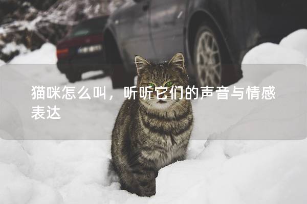 猫咪怎么叫，听听它们的声音与情感表达