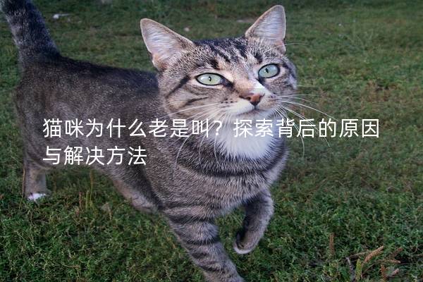 猫咪为什么老是叫？探索背后的原因与解决方法