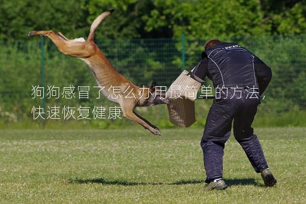 狗狗感冒了怎么办用最简单的方法，快速恢复健康