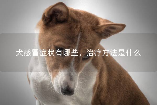 犬感冒症状有哪些，治疗方法是什么