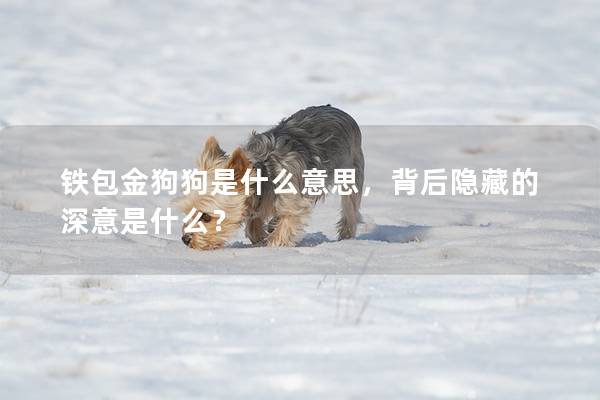 铁包金狗狗是什么意思，背后隐藏的深意是什么？