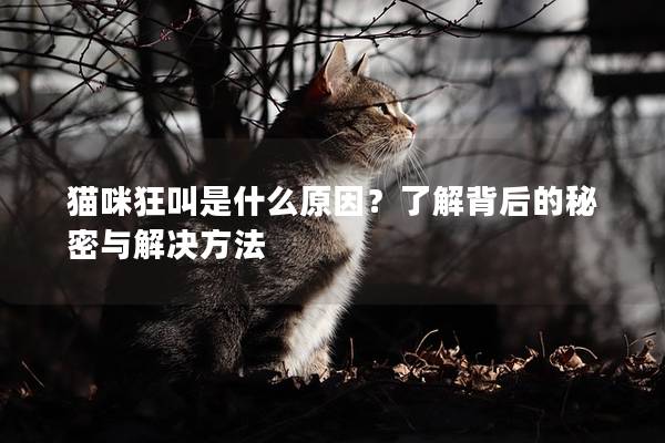 猫咪狂叫是什么原因？了解背后的秘密与解决方法