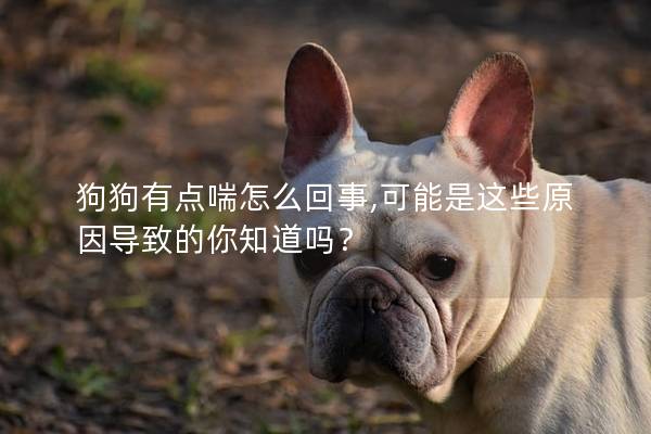 狗狗有点喘怎么回事,可能是这些原因导致的你知道吗？