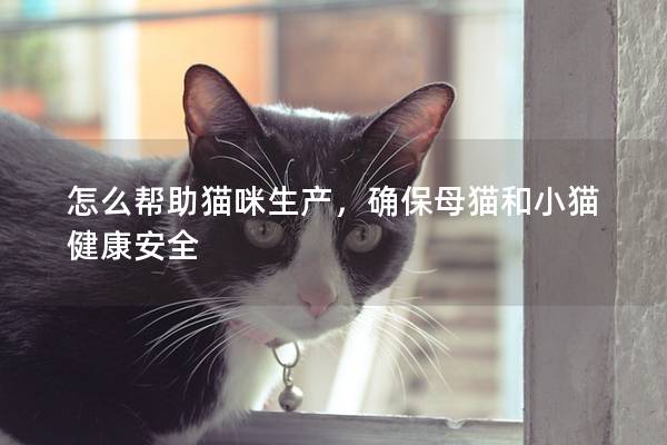 怎么帮助猫咪生产，确保母猫和小猫健康安全