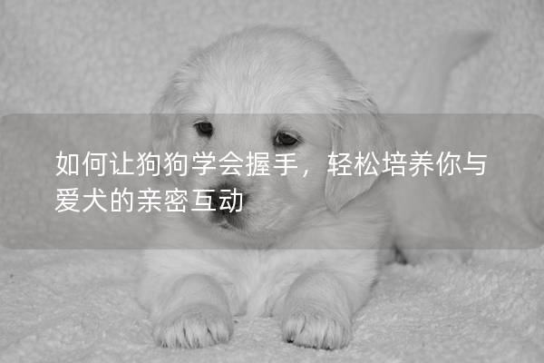 如何让狗狗学会握手，轻松培养你与爱犬的亲密互动