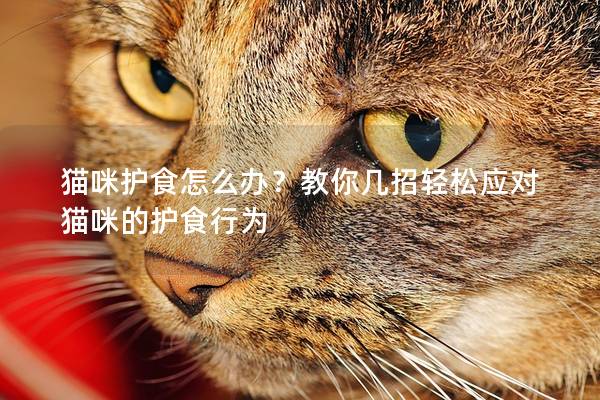 猫咪护食怎么办？教你几招轻松应对猫咪的护食行为