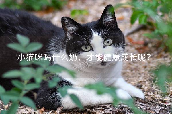 小猫咪喝什么奶，才能健康成长呢？