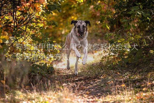 狗狗指甲钳怎么用？教你轻松给爱犬修剪指甲的方法