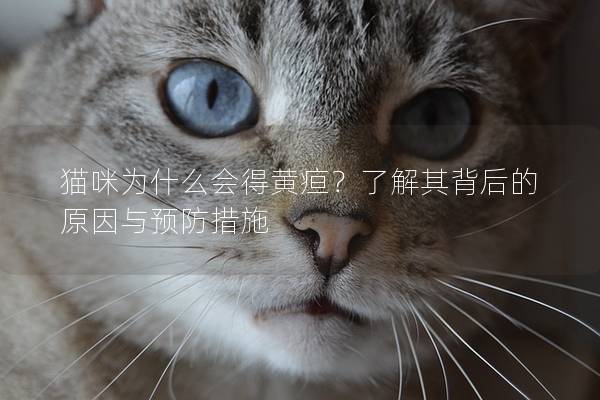 猫咪为什么会得黄疸？了解其背后的原因与预防措施