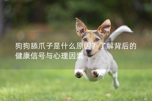 狗狗舔爪子是什么原因？了解背后的健康信号与心理因素