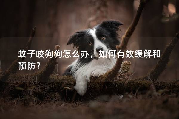 蚊子咬狗狗怎么办，如何有效缓解和预防？