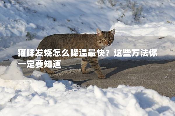 猫咪发烧怎么降温最快？这些方法你一定要知道