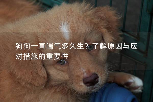 狗狗一直喘气多久生？了解原因与应对措施的重要性