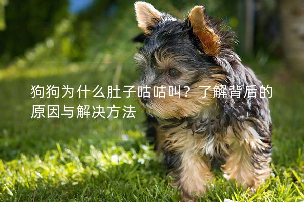 狗狗为什么肚子咕咕叫？了解背后的原因与解决方法