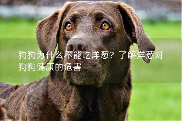 狗狗为什么不能吃洋葱？了解洋葱对狗狗健康的危害