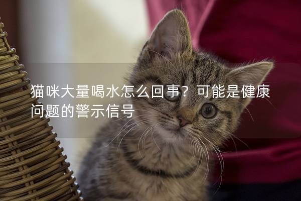 猫咪大量喝水怎么回事？可能是健康问题的警示信号