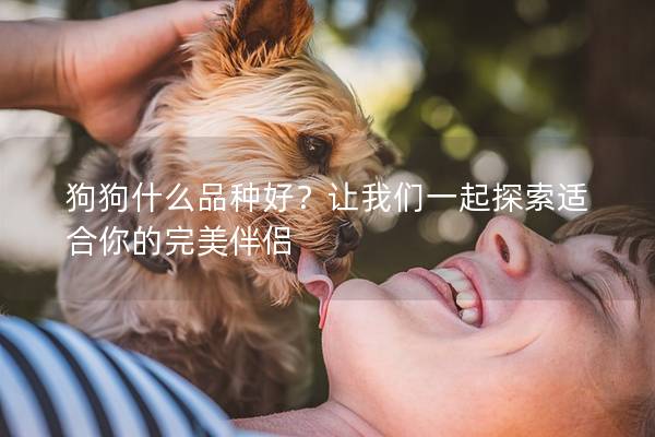 狗狗什么品种好？让我们一起探索适合你的完美伴侣