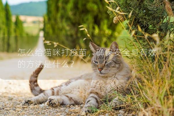 怎么给猫咪打疫苗，确保安全与有效的方法是什么？