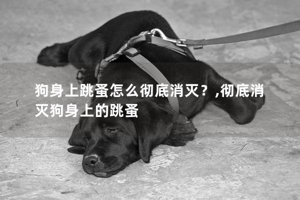 狗身上跳蚤怎么彻底消灭？,彻底消灭狗身上的跳蚤