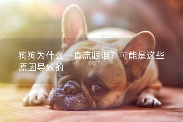 狗狗为什么一直流眼泪？可能是这些原因导致的