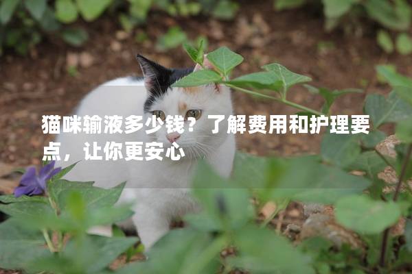 猫咪输液多少钱？了解费用和护理要点，让你更安心