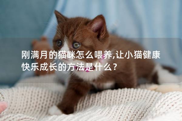 刚满月的猫咪怎么喂养,让小猫健康快乐成长的方法是什么？