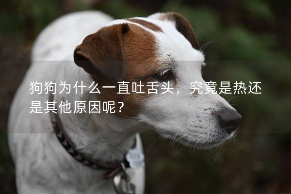 狗狗为什么一直吐舌头，究竟是热还是其他原因呢？