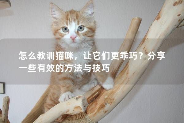 怎么教训猫咪，让它们更乖巧？分享一些有效的方法与技巧