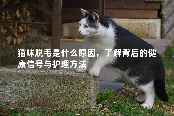 猫咪脱毛是什么原因，了解背后的健康信号与护理方法