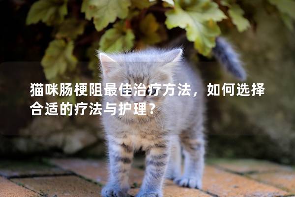 猫咪肠梗阻最佳治疗方法，如何选择合适的疗法与护理？