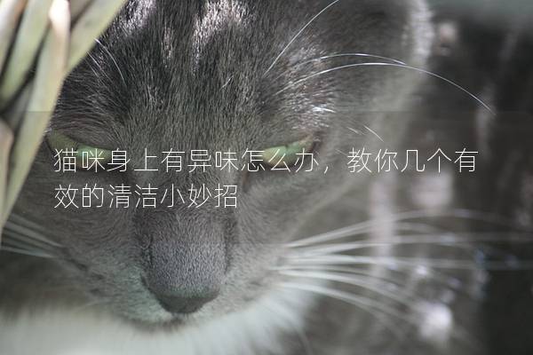 猫咪身上有异味怎么办，教你几个有效的清洁小妙招