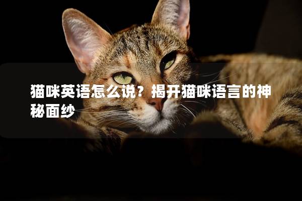 猫咪英语怎么说？揭开猫咪语言的神秘面纱