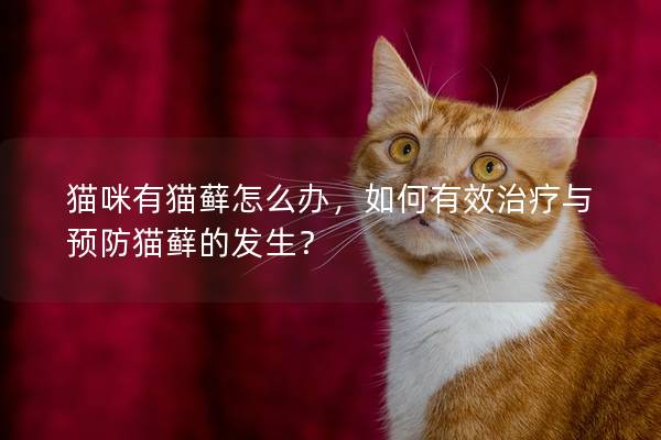 猫咪有猫藓怎么办，如何有效治疗与预防猫藓的发生？