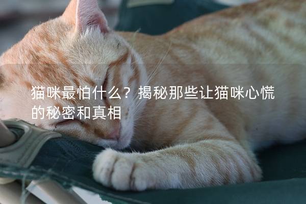 猫咪最怕什么？揭秘那些让猫咪心慌的秘密和真相