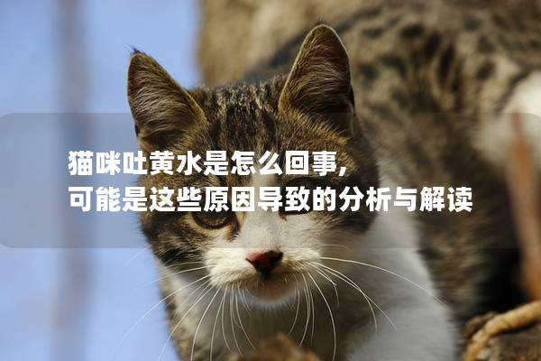 猫咪吐黄水是怎么回事, 可能是这些原因导致的分析与解读