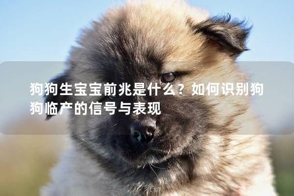 狗狗生宝宝前兆是什么？如何识别狗狗临产的信号与表现