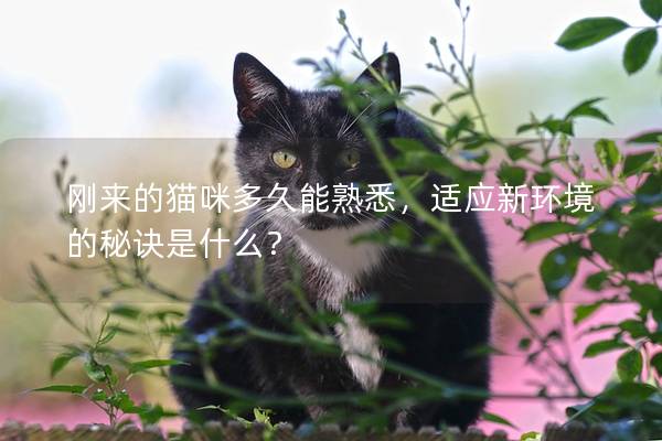 刚来的猫咪多久能熟悉，适应新环境的秘诀是什么？