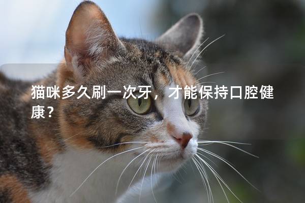 猫咪多久刷一次牙，才能保持口腔健康？