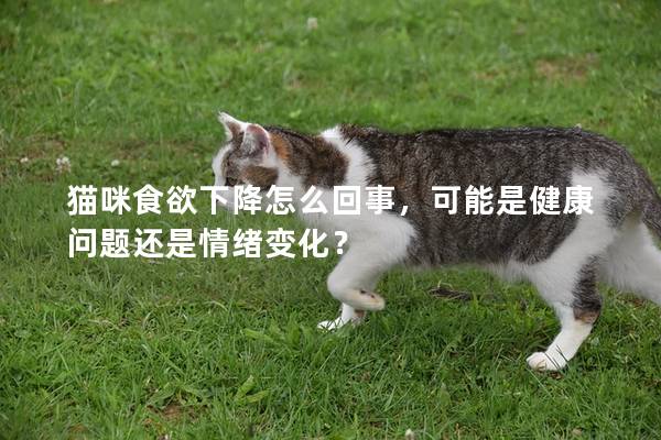 猫咪食欲下降怎么回事，可能是健康问题还是情绪变化？