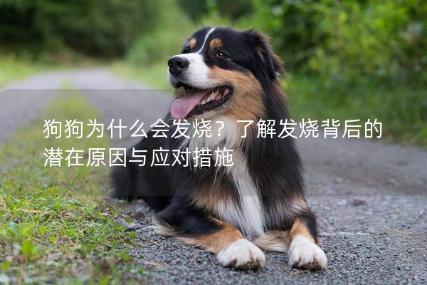 狗狗为什么会发烧？了解发烧背后的潜在原因与应对措施