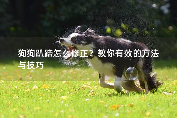 狗狗趴蹄怎么修正？教你有效的方法与技巧