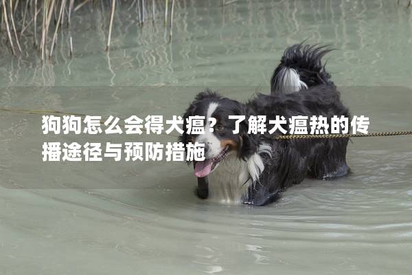 狗狗怎么会得犬瘟？了解犬瘟热的传播途径与预防措施